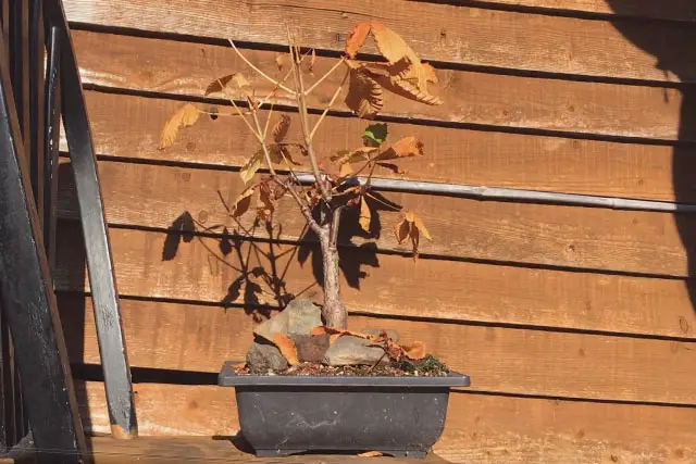 Horse Chestnut Bonsai Progression (2017 - Now) 18 horse chestnut late 2022