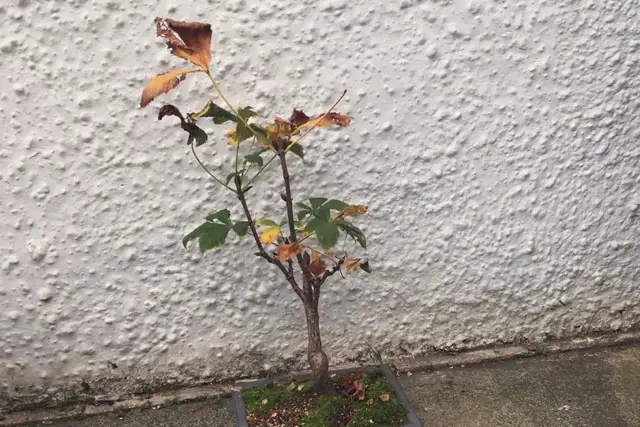 Horse Chestnut Bonsai Progression (2017 - Now) 22 horse chestnut late 2023
