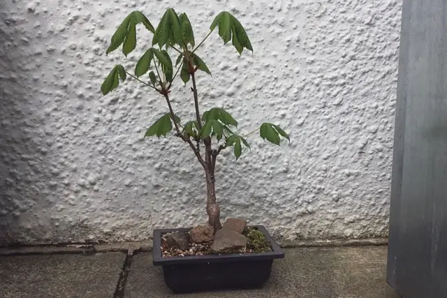 Horse Chestnut Bonsai Progression (2017 - Now) 20 horse chestnut spring 2023