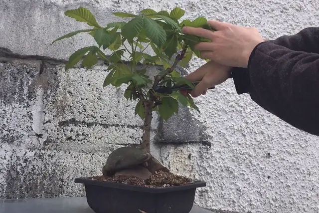Horse Chestnut Bonsai Progression (2017 - Now) 17 horse chestnut summer 2022