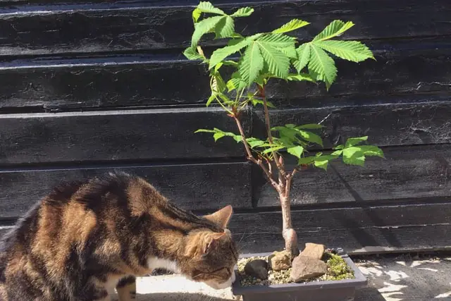 Horse Chestnut Bonsai Progression (2017 - Now) 21 horse chestnut summer 2023