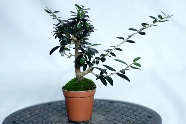 little olive late 2023