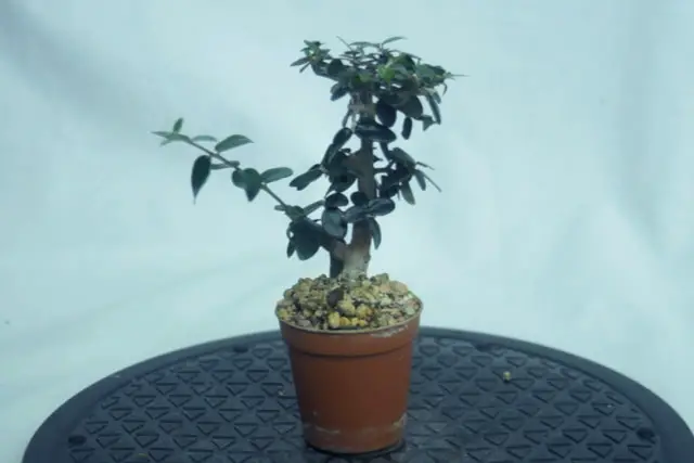 olive air layer progression 10