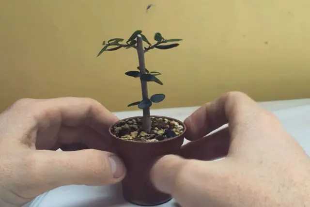 olive air layer progression 2