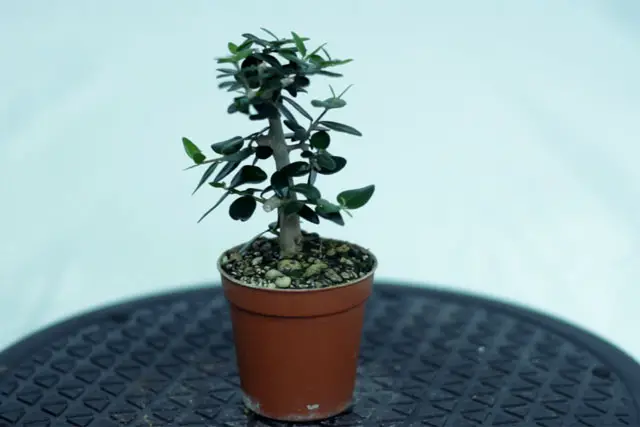 olive air layer progression 6