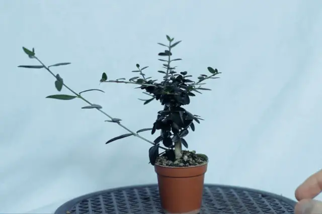 olive air layer progression 7