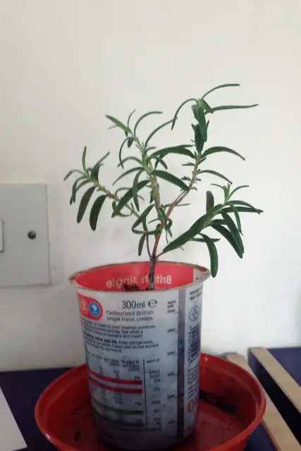 rosemary progression 1