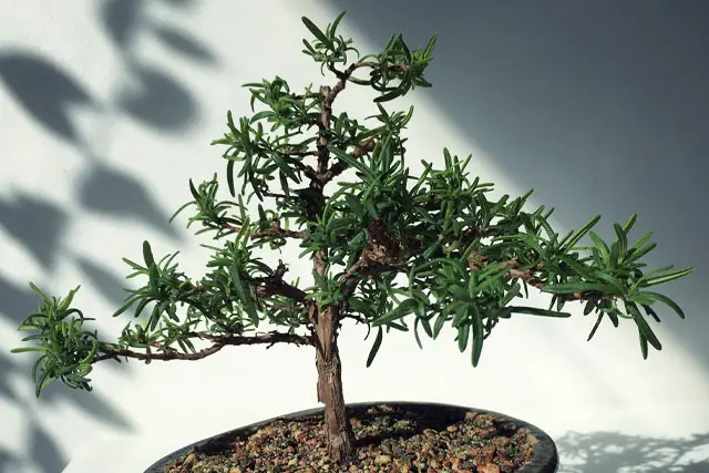 rosemary progression 10