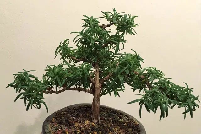 rosemary progression 11