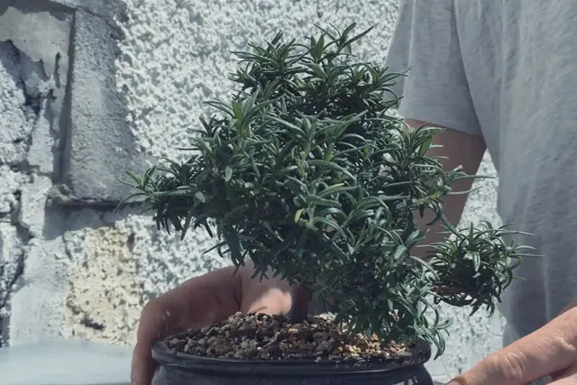 rosemary progression 14