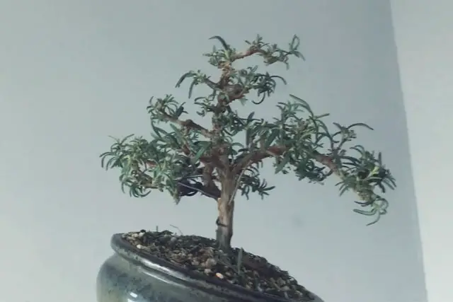 rosemary progression 15