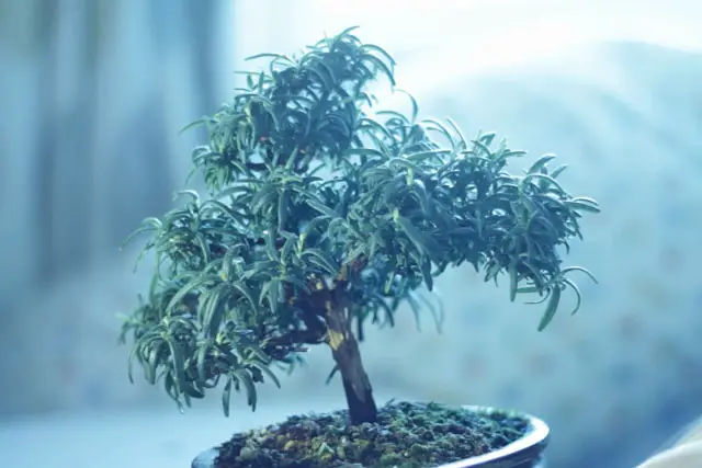 rosemary progression 16