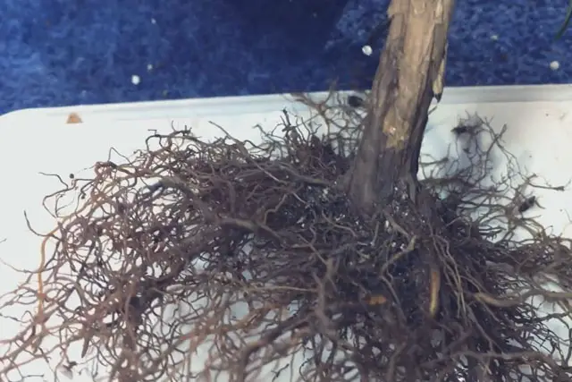 rosemary progression 17