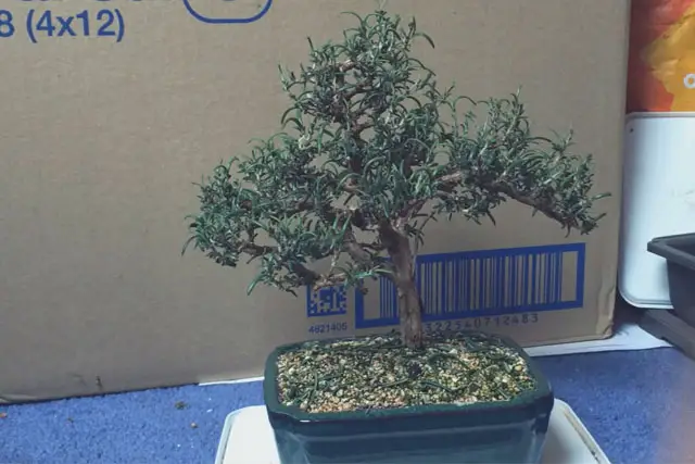 rosemary progression 18