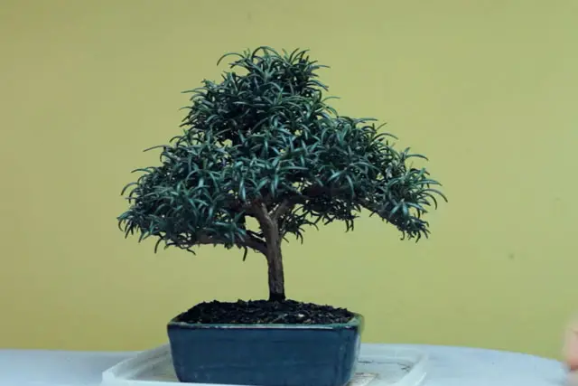 rosemary progression 19