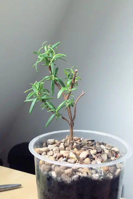 rosemary progression 2