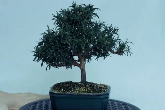 rosemary progression 20