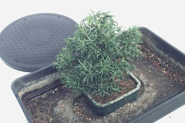 rosemary progression 21
