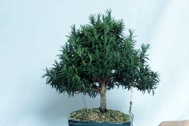 rosemary progression 22