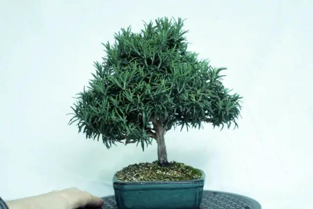 rosemary progression 23