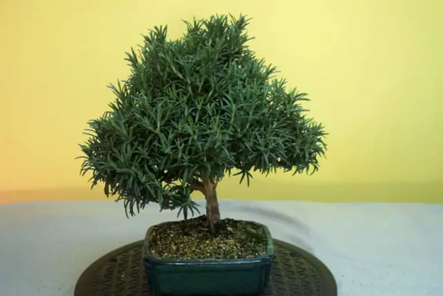 rosemary progression 24