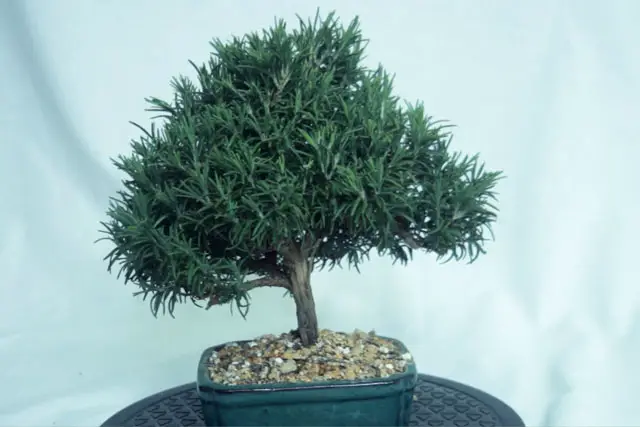 rosemary progression 26