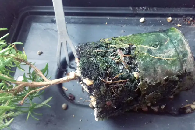 rosemary progression 3