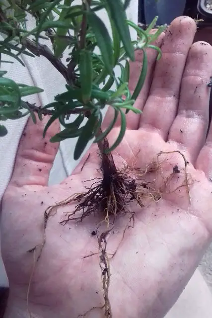rosemary progression 4