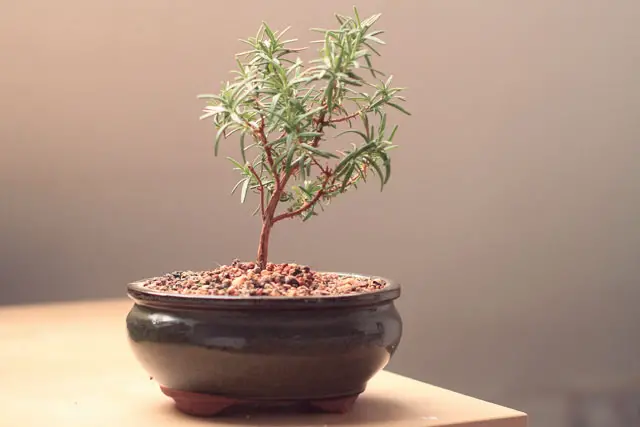 rosemary progression 5