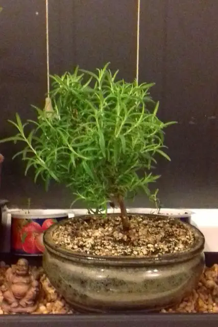 rosemary progression 6