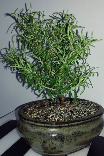 rosemary progression 7