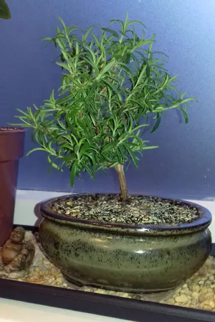 rosemary progression 8