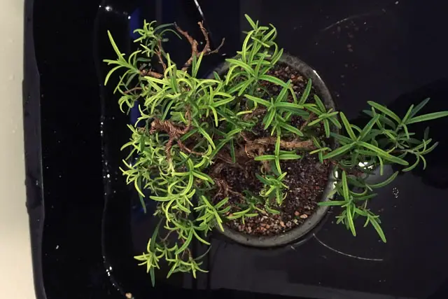 rosemary progression 9