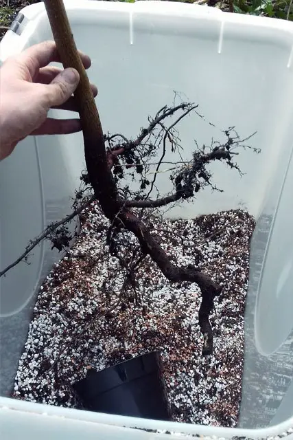 Removing A Tap Root On A Bonsai 2 scyamore progression 1