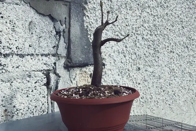 Sycamore Bonsai Progression (2017 - Now) 11 scyamore progression 10