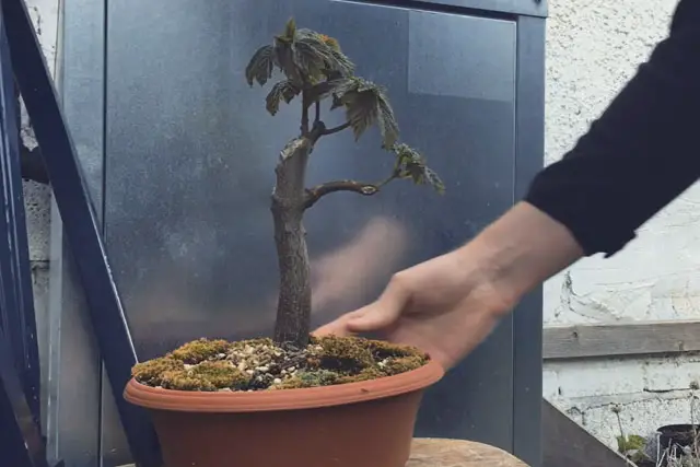Sycamore Bonsai Progression (2017 - Now) 12 scyamore progression 11