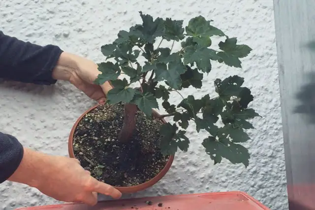 Deciduous And Broadleaf Evergreen Bonsai - A General Maintenance Calendar Guide 5 scyamore progression 12