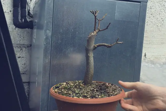 Sycamore Bonsai Progression (2017 - Now) 14 scyamore progression 13