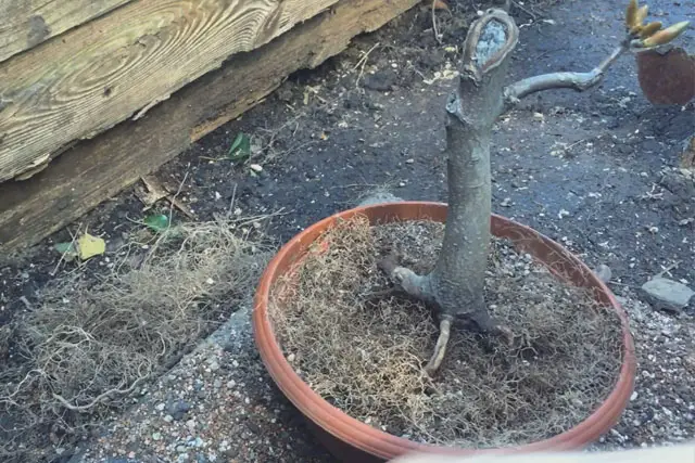 Sycamore Bonsai Progression (2017 - Now) 15 scyamore progression 14