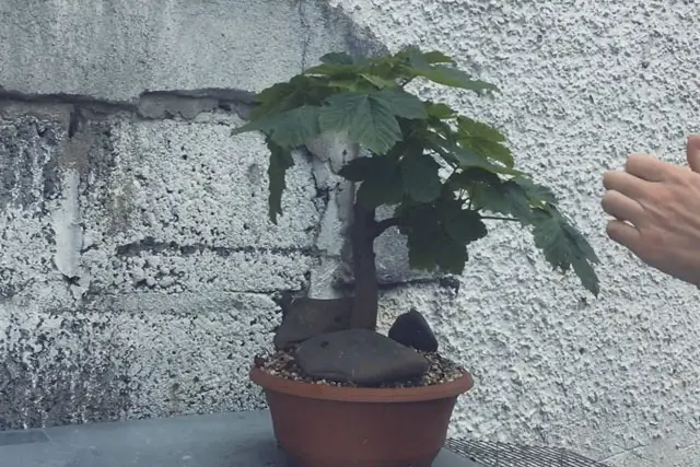 Sycamore Bonsai Progression (2017 - Now) 16 scyamore progression 15