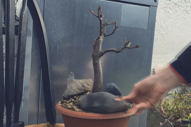 Sycamore Bonsai Progression (2017 - Now) 17 scyamore progression 16
