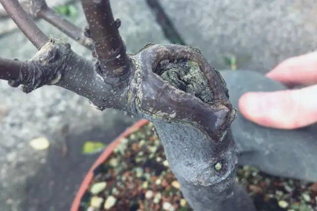 How To Trunk Chop A Bonsai 2 scyamore progression 17