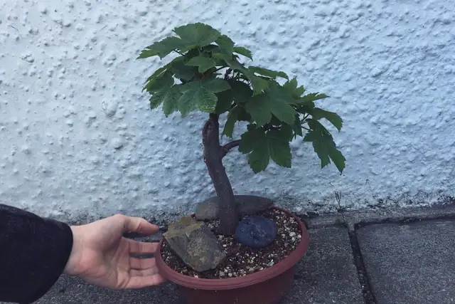 scyamore progression 19