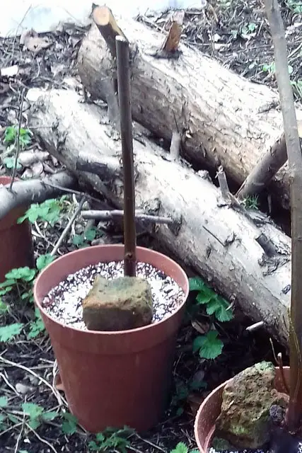 Sycamore Bonsai Progression (2017 - Now) 3 scyamore progression 2