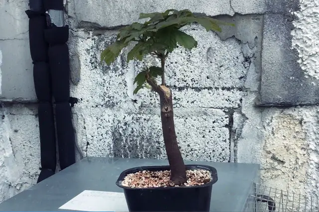 Sycamore Bonsai Progression (2017 - Now) 4 scyamore progression 3