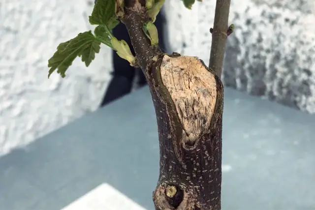 How To Trunk Chop A Bonsai 1 scyamore progression 4