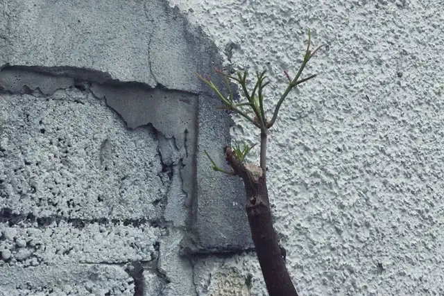 Sycamore Bonsai Progression (2017 - Now) 6 scyamore progression 5