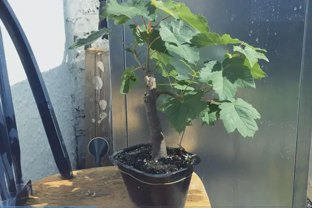 Sycamore Bonsai Progression (2017 - Now) 7 scyamore progression 6