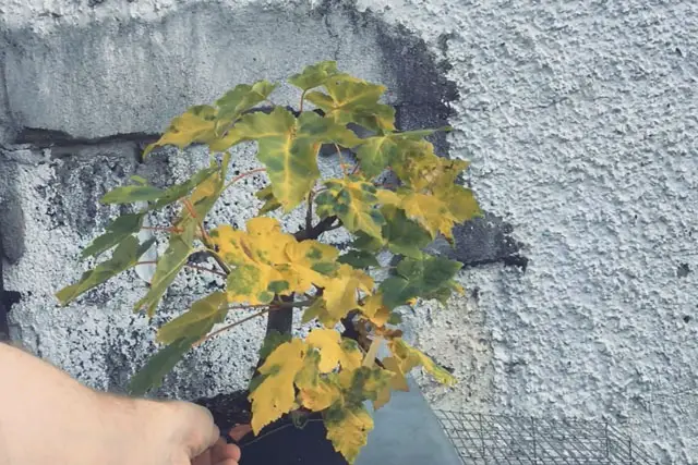 scyamore progression 7