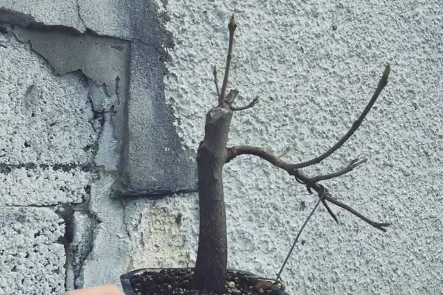 Sycamore Bonsai Progression (2017 - Now) 9 scyamore progression 8